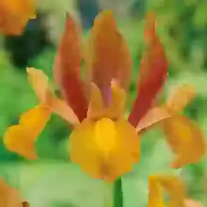 Autumn Princess